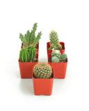 5 Pack Mini Cactus Plants For Weddings Events Terrarium Displays Gift Ready Green Plant