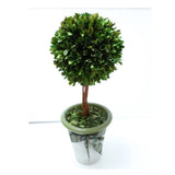 1 Sphere Topiary Home Plant Potted in a Clay Planter Wood trunks Decor 17 inch Green Plant
