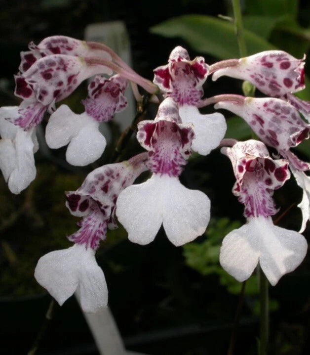 White orchid cluster with purple speckled petals and fringed centers