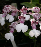 Rodriguezia decora Orchids