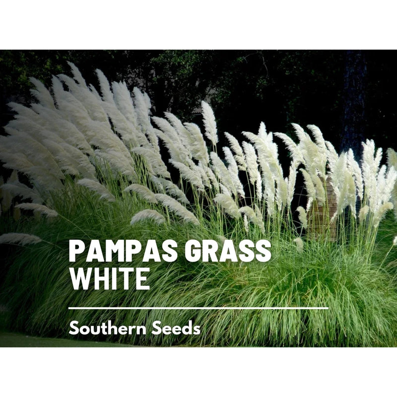 White Pampas Grass Seeds, Heirloom Ornamental Grass, USA Grown Pampas Grass