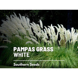 White Pampas Grass Seeds, Heirloom Ornamental Grass, USA Grown Pampas Grass