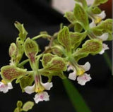 Live green orchid plant with fuzzy buds and small white-and-pink blossoms