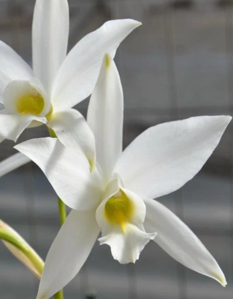 White Laelia orchid blooms with yellow centers and thin curved petals