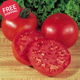 Big Boy Tomato Seeds 125 Seeds Heirloom Non-GMO Vegetable Garden Planting Garden Plants