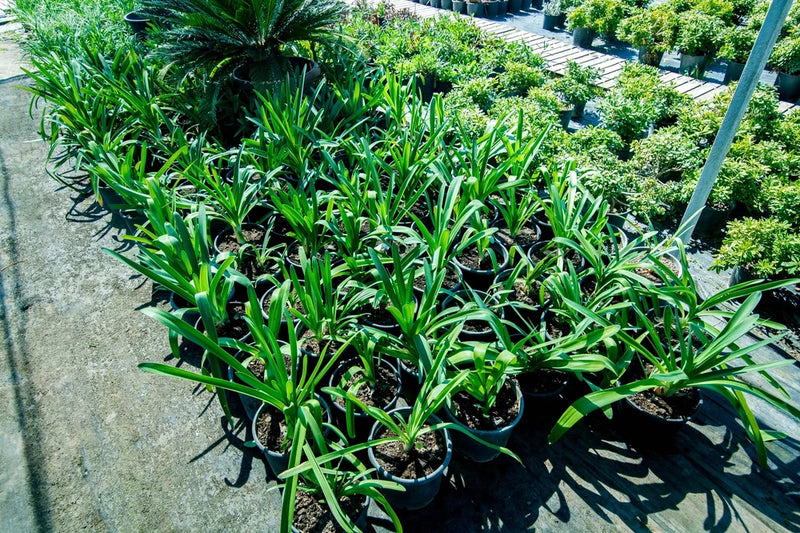 20 PREGNANT ONION SEEDS aka False Sea Onion Lily Ornithogalum Caudatum Flower Go Lily