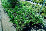 20 PREGNANT ONION SEEDS aka False Sea Onion Lily Ornithogalum Caudatum Flower Go Lily