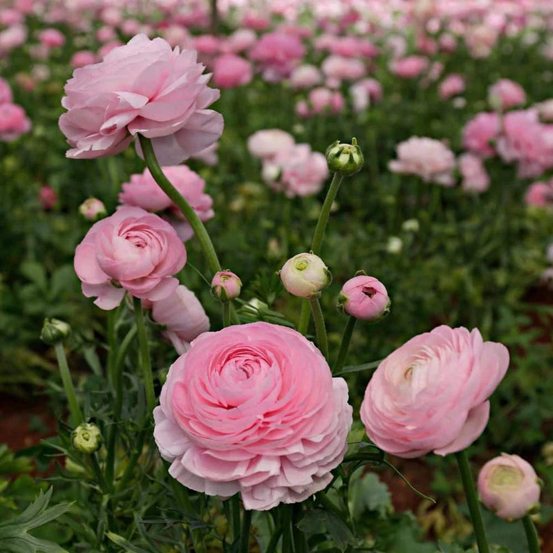 Double Pink Ranunculus Buttercups Ð Set of 25 Bulbs Garden Flowers Ranunculus