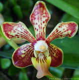NEW HYBRID  V Kaputrana x V sanderiana SEEDLING Orchids