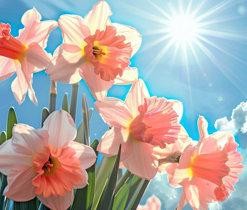 Pink Daffodil Bulbs for Planting (10 Pack) - Fragrant Double Pink & White Perenn Flowering Plants