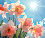 Pink Daffodil Bulbs for Planting (10 Pack) - Fragrant Double Pink & White Perenn Flowering Plants
