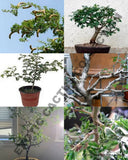 Ebenopsis ebano Texas ebony rare bonsai tree succulent plant seed pack 10 seeds Orchids