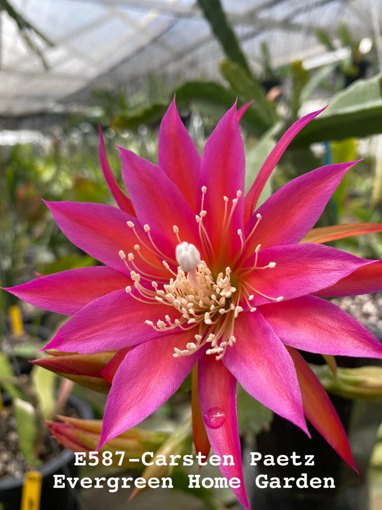 Pink orchid cactus flower on potted starter plant
