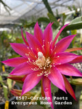 Pink orchid cactus flower on potted starter plant