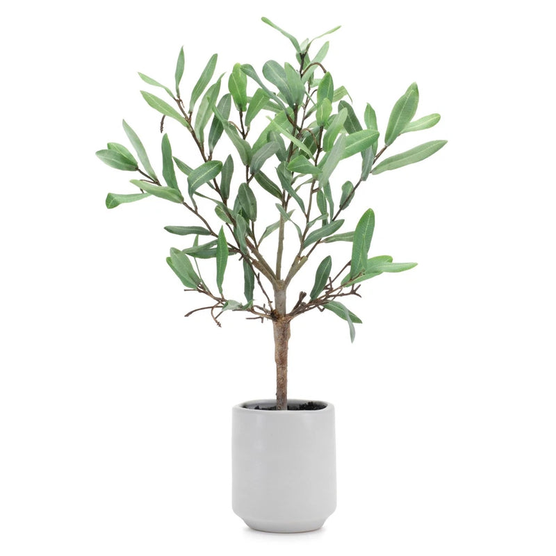 Melrose Potted Olive Leaf Topiary 17.5"H Green Plant