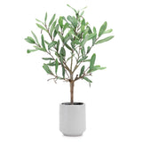 Melrose Potted Olive Leaf Topiary 17.5"H Green Plant