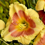 5 WHEN MY SWEETHEART RETURNS DAYLILY SEEDS - Hemerocallis 'When My Sweetheart Garden Plants
