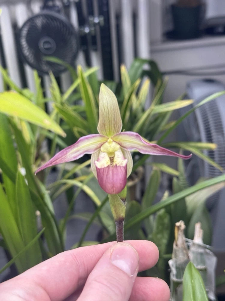 Pink and purple slipper orchid bloom with green leaves, held in fingertips