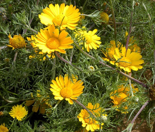 DAISY PALM SPRINGS Cladanthus Arabicus - 1,000 Bulk Seeds Garden Plants