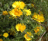 DAISY PALM SPRINGS Cladanthus Arabicus - 1,000 Bulk Seeds Garden Plants