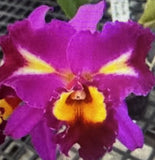 ORCHID PLANTS Dick Smith Dark Beauty 2 stem sale no pot Orchids