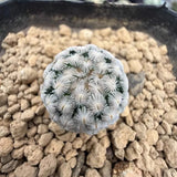 2.5CM Succulent Cactus Plant Mammillaria Sanchez-Mejoradae Cactaceae Home Garden Garden Plants