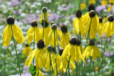 30 PINNATE PRAIRIE CONEFLOWER SEEDS -  Rudbeckia pinnata Garden Plants