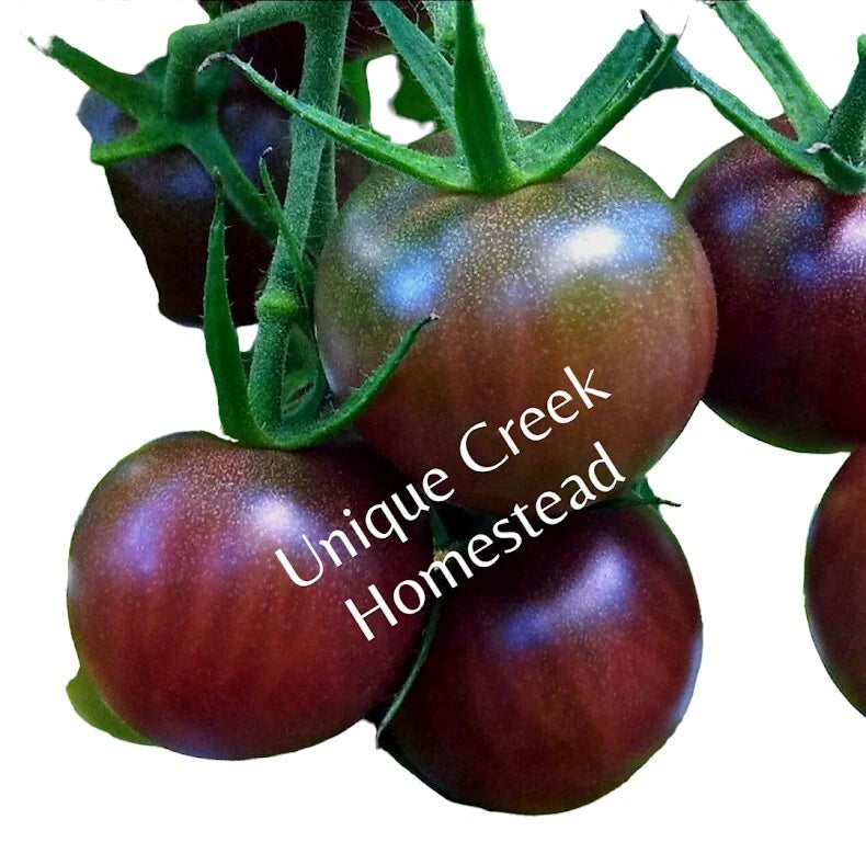 BLACK CHERRY Tomato Seeds Organically Grown Unique Creek Homestead Gardens Garden Plants