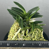 (BIN)Neofinetia falcata(japaneseorchids)green stem/stripe/SASUMARU-SHIMA ____ Orchids