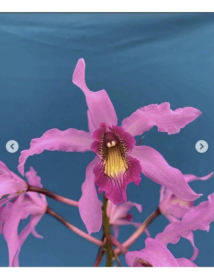 Pink orchid flower with yellow center on a small bonsai plant