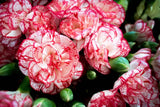 50 Avranchin RED & WHITE CARNATION Dianthus Caryophyllus Chabaud Flower Seeds Carnation