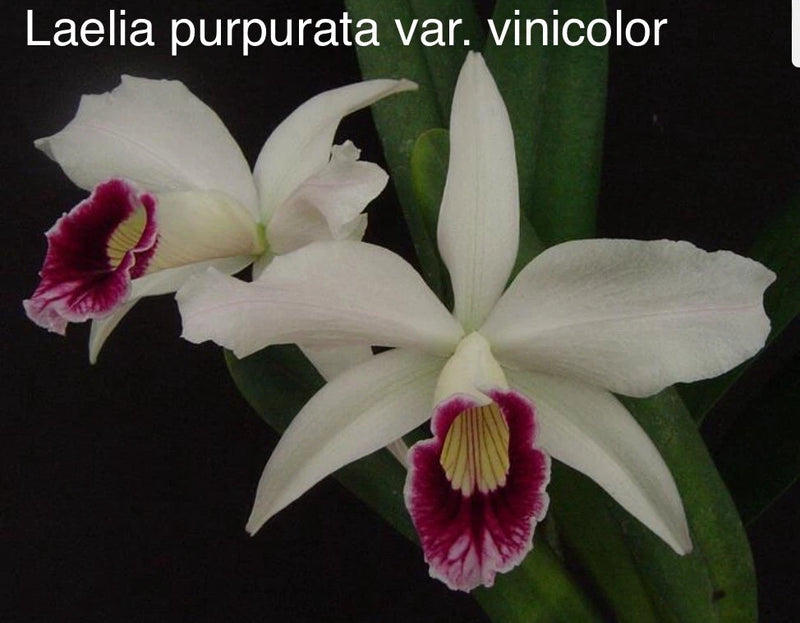 Orchid live Laelia purpurata var. vinicolor - bare root Orchids