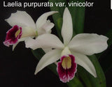 Orchid live Laelia purpurata var. vinicolor - bare root Orchids