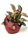 4.5" Potted BABY CARDINAL Ruddy Blobhouse Mini pot WITH faux silk Pink Fittonia Green Plant