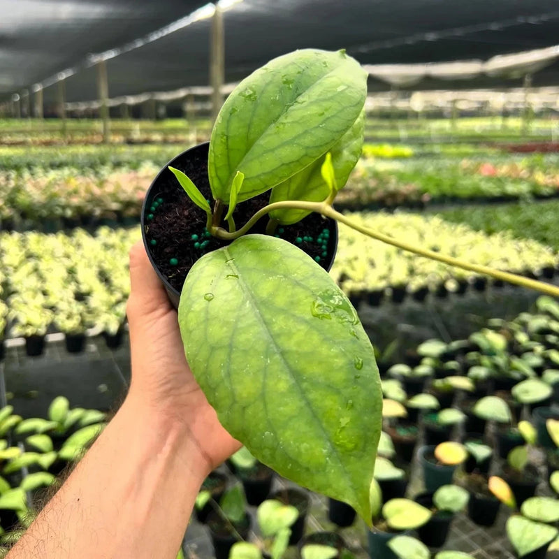 Live wax plant with broad green leaves, in black 4-inch pot