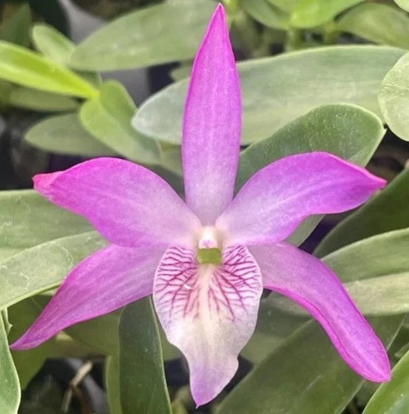 Fragrant purple orchid bloom with star-shaped petals and pale striped center
