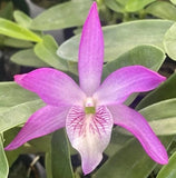 Dendrobium Rainbow Dance  'Akazukinchan' Fragrant Bloom Size Orchids