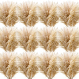 Tigeen 70 Pcs 40 Inch Tall Pampas Grass Beige Fluffy Natural Dried Pampas Gra... Pampas Grass