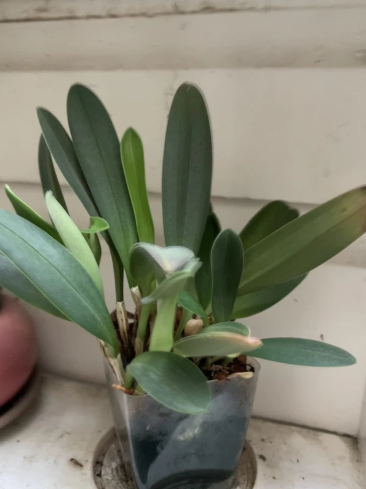 Masdevallia elephanticeps Orchids