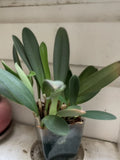 Masdevallia elephanticeps Orchids