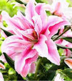 20 SEEDS for Baby Pink LILY RARE flower exotic home garden plant USA Seller Lily