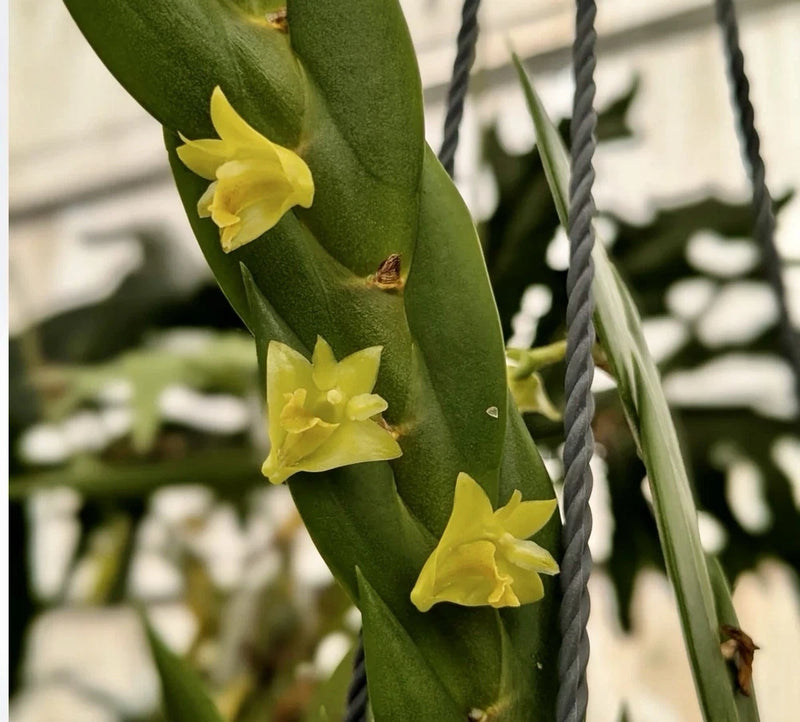 Yellow braided orchid plant with three small blooms on green stems