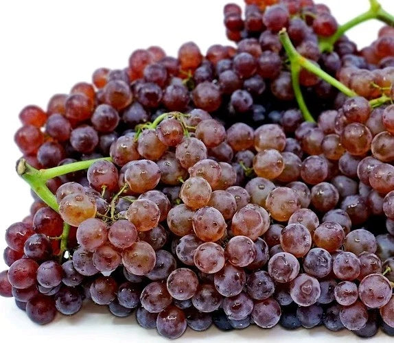 **2pcs Red & Purple Champagne __ Table  Grape Vine Cutting** Grow Your Own::. Green Plant