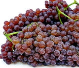 **2pcs Red & Purple Champagne __ Table  Grape Vine Cutting** Grow Your Own::. Green Plant