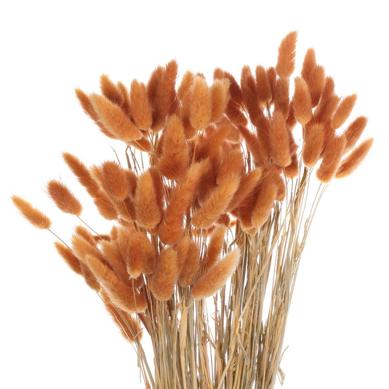 120pcs Natural Bunny Tails Dried Flowers 24" Mini Pampas Grass, Dark Orange Pampas Grass