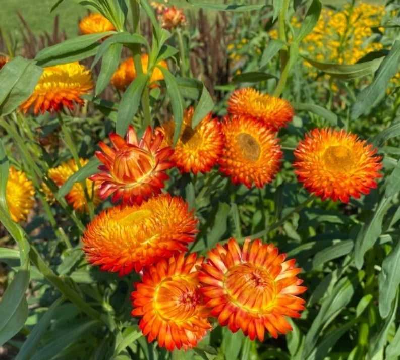 Orange Strawflower - Pack 100 Seeds - Annual Plant for Home Garden or Container Garden Plants