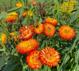 Orange Strawflower - Pack 100 Seeds - Annual Plant for Home Garden or Container Garden Plants
