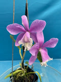 Cattleya harrisoniana Pink White NBS Summer Bloom Seedling Orchid Species 4Ó Pot Orchids