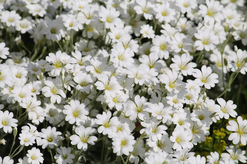 1500 SNOW IN SUMMER (Chickweed) Cerastium Biebersteinii Flower Seeds Flowering Plants
