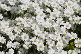 1500 SNOW IN SUMMER (Chickweed) Cerastium Biebersteinii Flower Seeds Flowering Plants